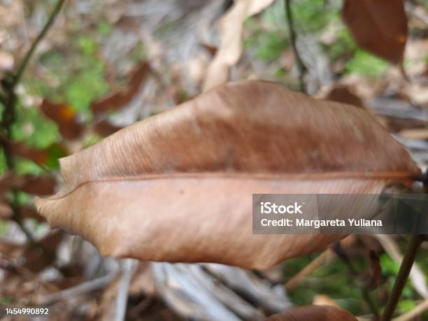 Dry Leaves Die Slowly In The Tropical Forest Of Kalimantan Stock Photo - Download Image Now