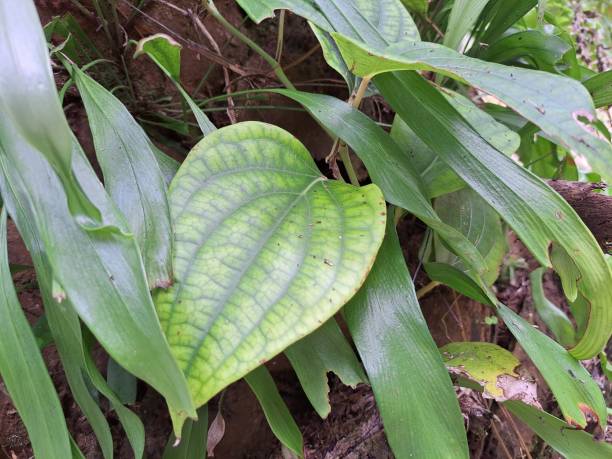 istock Betel leaves plant in forest West kalimantan 1454990949