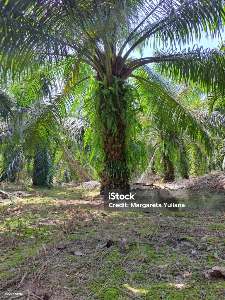 oil palm plantations with sunshine and blue sky in west kalimantan Agricultural Field Stock Photo
