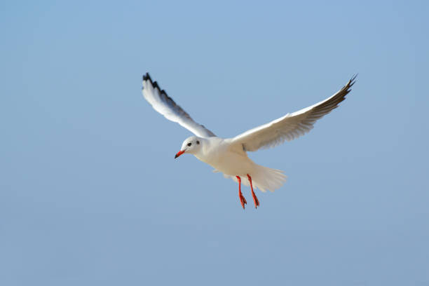 istock Seagull against the blue sky. 1454991230