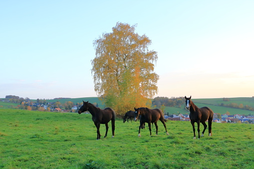 brown horses enjoy a field in autumn