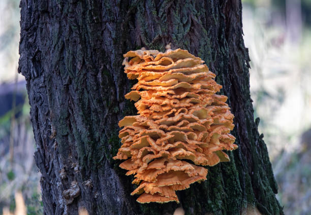 istock Edible mushroom chicken fungus on willow tree trunk 1454992160