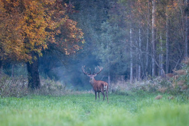 istock Red deer with big antlers in forest in autumn 1454992186