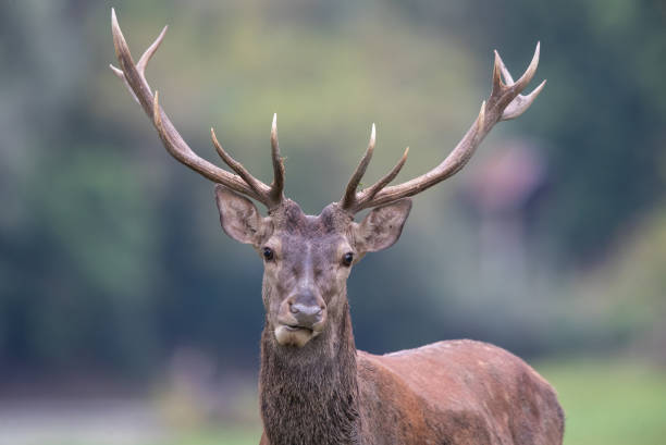 istock Red deer with big antlers looking at camera 1454992215