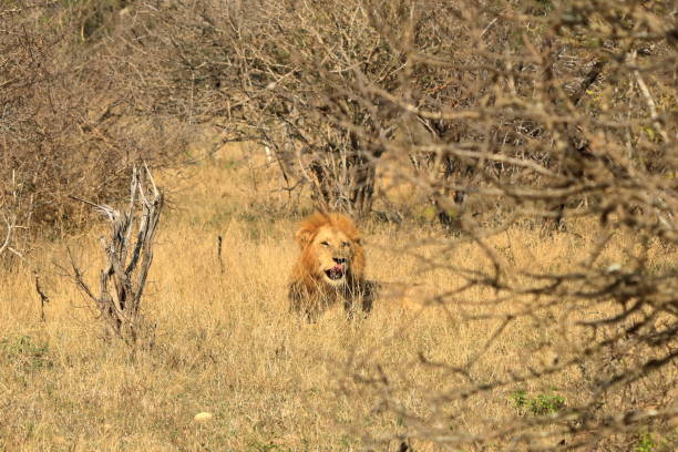 retrato de león macho africano en el parque kruger sudáfrica - control looking at camera animal direction fotografías e imágenes de stock
