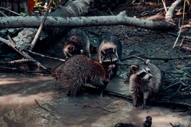 istock Racoon family drinking from a pond and broken tree stumps around 1454992410