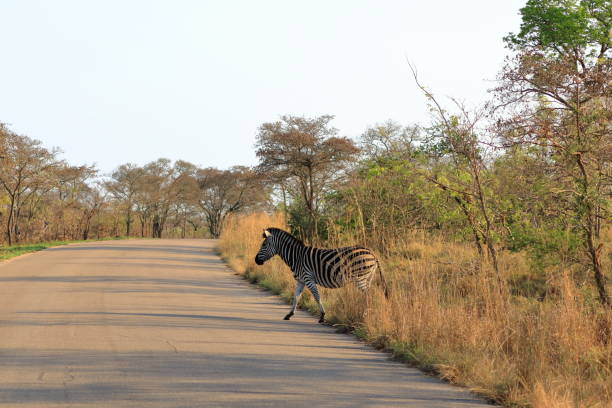 istock Cape Mountain Zebra (Equus zebra), Kruger National Park, South Africa. 1454993046