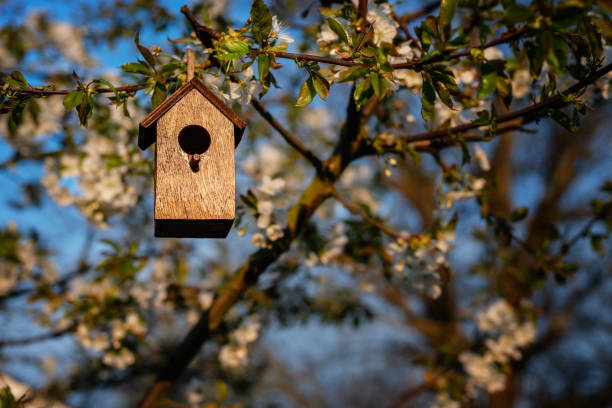 birdhouse in primavera con fiori di ciliegio - birdhouse animal nest house residential structure foto e immagini stock