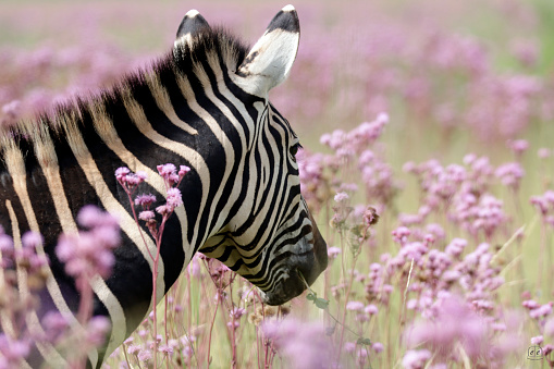A closeup of a Burchell's zebra walking in a Verbena Bonariensis purple flower field
