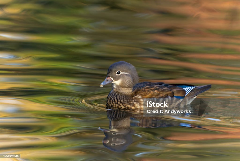 Female mandarin duck (Aix galericulata) Swimming female mandarin duck (Aix galericulata). Anatidae Stock Photo