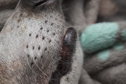 Fine detail of dog whisker. White fur and black features of greyhound. Super macro close up detail shows the follicles and hair near the dogs nose