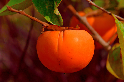 Persimmon is the edible fruits of a number of species of trees in the genus Diospyros. The most widely cultivated is the Oriental persimmon, Diospyros kaki. Persimmon fruit matures in late autumn and can stay on the tree until winter.