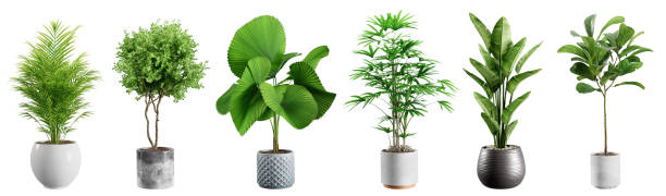 istock Collection of beautiful plants in ceramic pots isolated on white background. 3D rendering. 1454994693