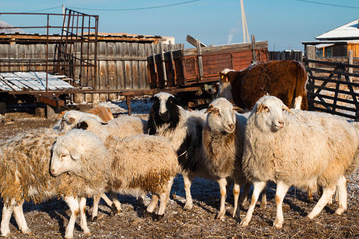 Flock of Sheep on Farmland Grazing and Curiously Looking at Camera while Eating Hay in Winter. Funny Fluffy Wool Livestock Group of Animals in Village
