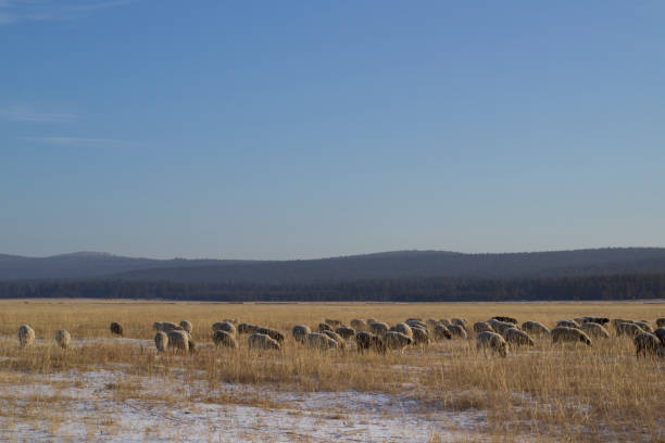 Flock of sheep grazing on winter snow field