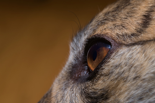 Pet dog looks left, warm color theme of orange and brown, eye close up. Super macro perspective with particular focus on the greyhound's amazing iris