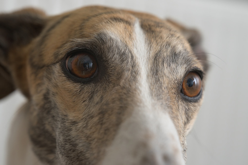 Horizontal portrait of pet dog greyhound. Sight hound with big eyes. Soft white light shows the detailed fur pattern and long nose. Looking ahead