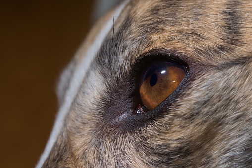 Detail of rich brown iris of greyhounds eye shown. Anatomy including crypts, radial furrows, pigment frill, pupilary area and ciliary area are visible
