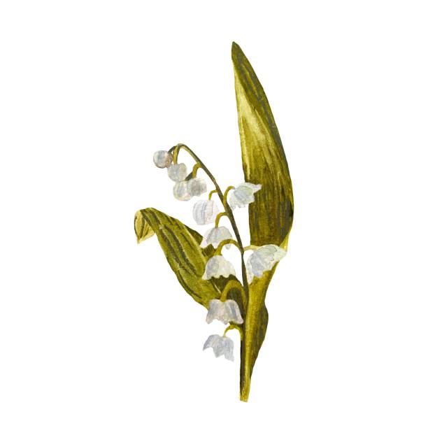 istock Easter snowdrop sketch flower green a watercolor 1454997343