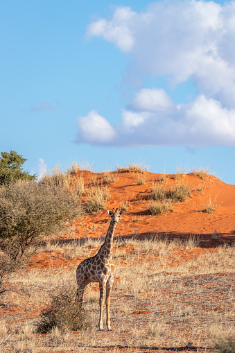 Giraffe ( Giraffa Camelopardalis) looking at the camera, the Kalahari desert, Namibia.  Vertical.