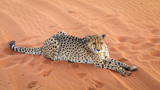 Cheetah (Acinonyx jubatus) lying down, Kalahari desert, Namibia.  Horizontal.