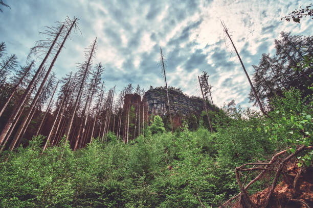 forest with dead trees in the Saxon Switzerland Reserve