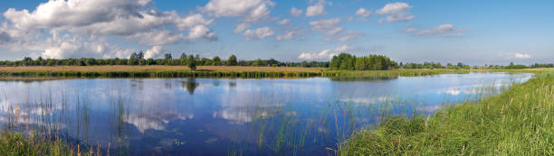 istock Summer rushy lake panorama view with clouds reflections, Ukraine. 1454998324