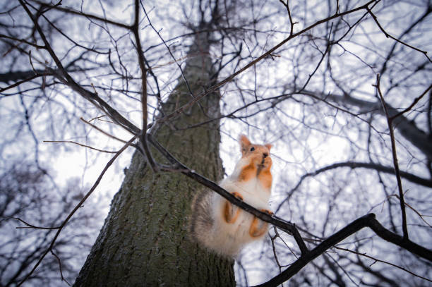 Squirrel in the winter forest stock photo