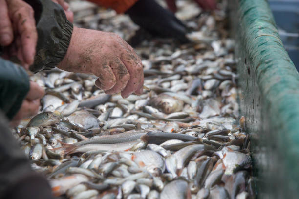 istock pond fishing 1454998597