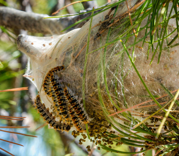 nido procesionario de pino colgado del árbol. thaumetopoea pityocampa - branch caterpillar animal hair insect fotografías e imágenes de stock
