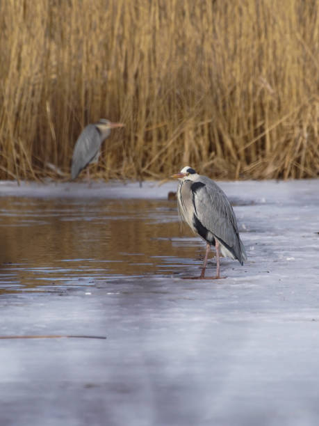 istock Side view of bird perching in lake 1455002367
