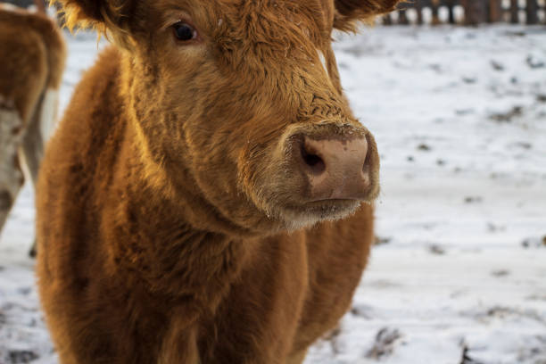 istock Mooing cow portrait. Cattle in winter 1455002461