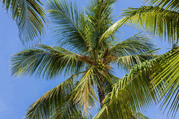 istock Beautiful bottom-up view on palm tree tops on blue sky background. Aruba. 1455003361
