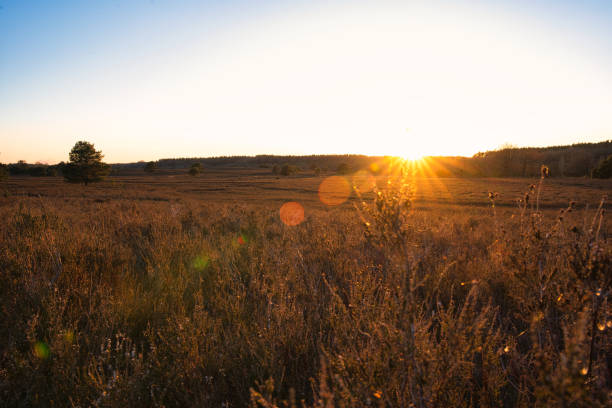 istock Romantic evening sky. golden sunset over the field 1455003744