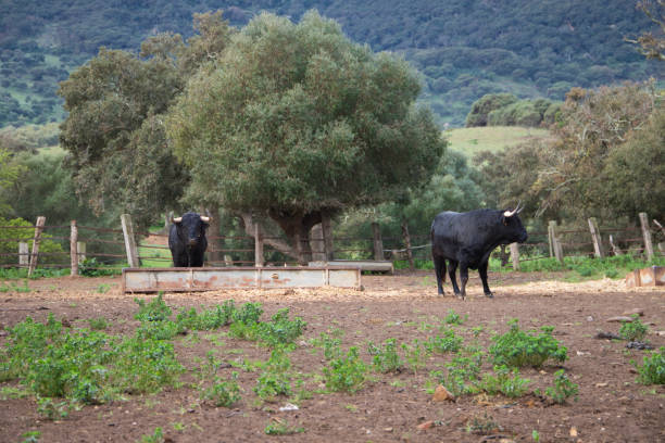 istock Powerful black bulls in a field with green trees in the background 1455004308