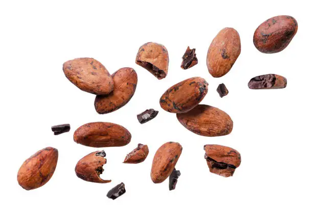 Cocoa beans and pieces fly close-up on a white background. Isolated