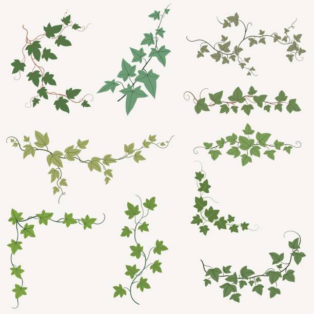 ilustrações, clipart, desenhos animados e ícones de simplicidade ivy freehand desenhando coleção de design plano. - climbing ivy