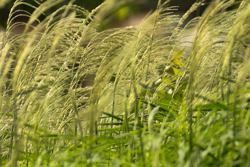 Grass field woth stipa capillata with blur background
