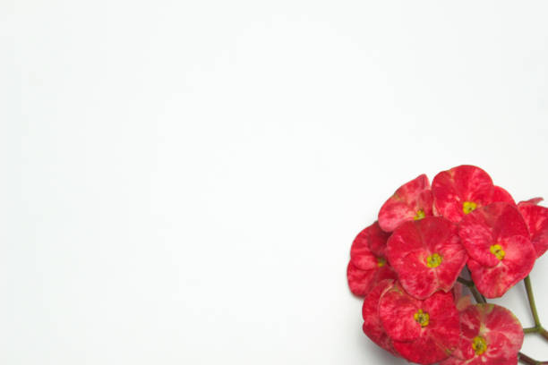 Minimalistic background with a flower. Red Crown of Thorns flower (Euphorbia milii) on white. Left copy space