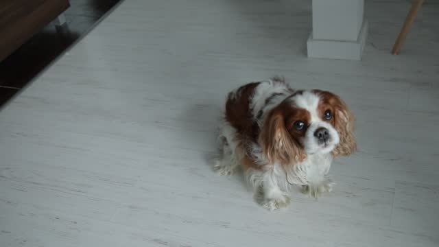 Cute little spaniel look up sitting on floor, bark and wag tail, from above view. Beautiful furry puppy giving voice. Cavalier King Charles Spaniel, white and brown blenheim. Faithful friend, pet.
