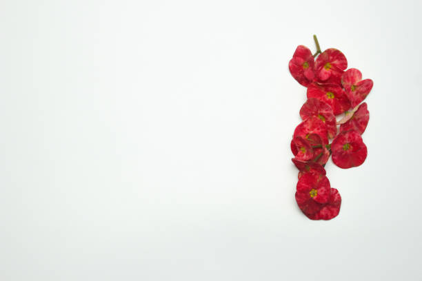 Minimalistic background with a flower. Red Crown of Thorns flower (Euphorbia milii) on white. Left copy space