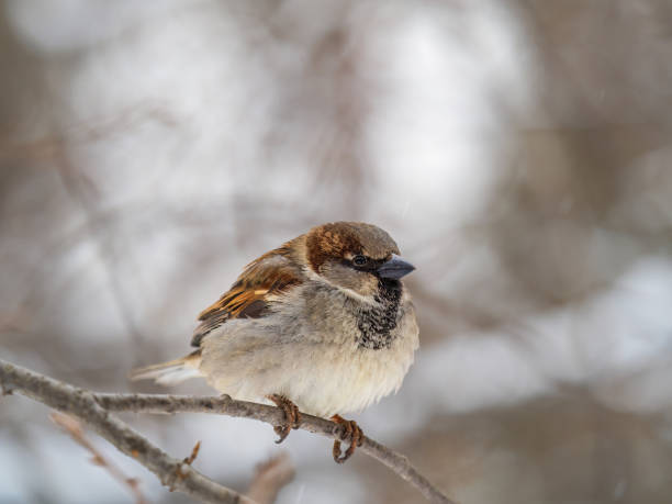 istock Sparrow sits on a branch without leaves. 1455007271