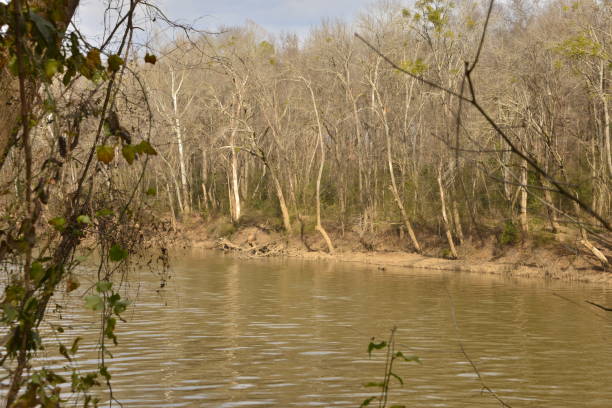 istock A View Of Murky River From The Trees 1455007359