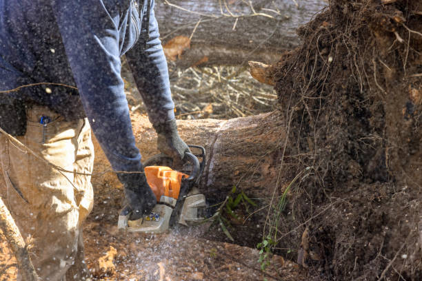 istock An eco disaster is created by a service worker who uses a chainsaw to cut down a tree, destroying the forest. 1455007419