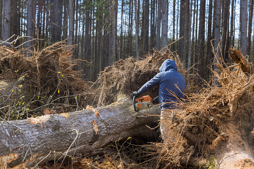 Cutting down trees using chainsaw is devastating ecological disaster as worker destroys forest.
