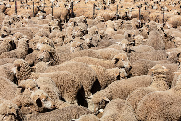 istock SOUTH AFRICAN WOOL: Flock of Merino Sheep in Kraal 1455008053