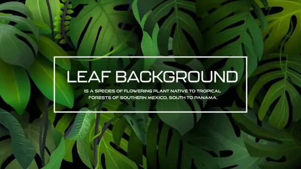 Vector illustration of Monstera jungle  green leafs background