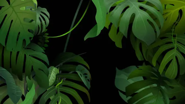 Vector illustration of Monstera jungle  green leafs background