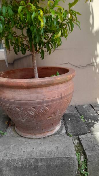 istock ornamental plant pot mango (mangifera indica) in the yard. 1455010267