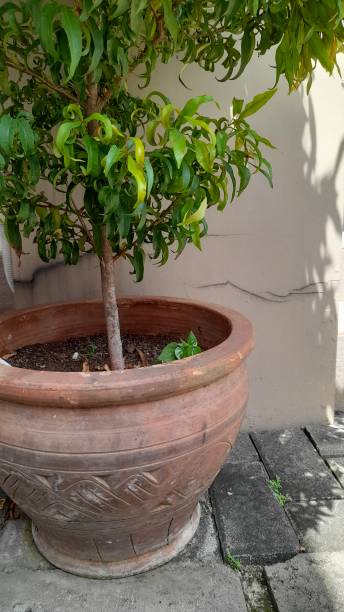 istock ornamental plant pot mango (mangifera indica) in the yard. 1455010281